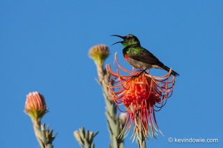 Sunbirds on proteas, Kirstenbosch Gardens, Capetown, South Africa.
