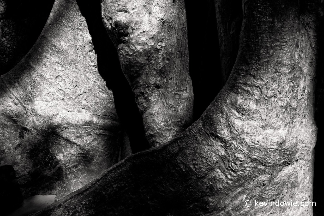 Tree roots, Ta Prohm