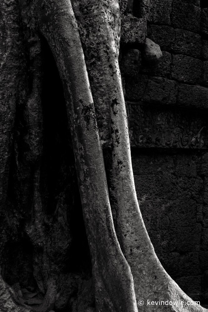 Tree roots, Ta Prohm