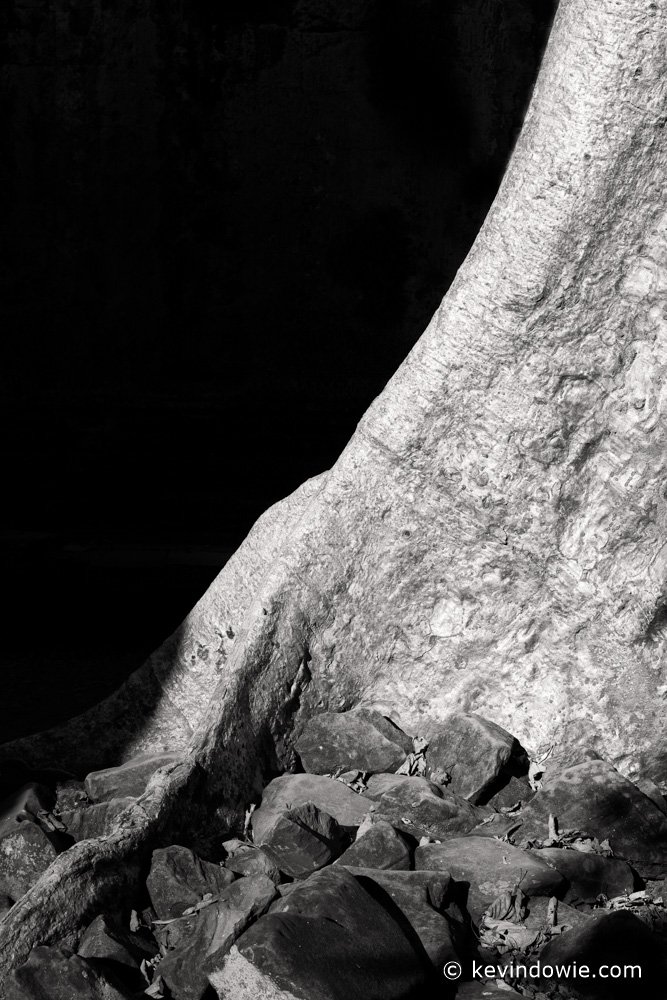 Tree trunk and rocks, Ta Prohm