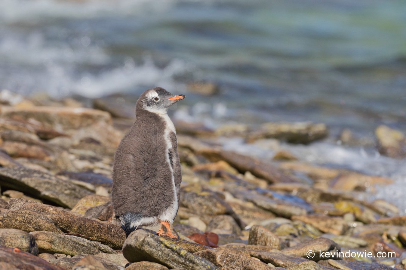 Gentoo chick on rocky beach, Wedddell Island.