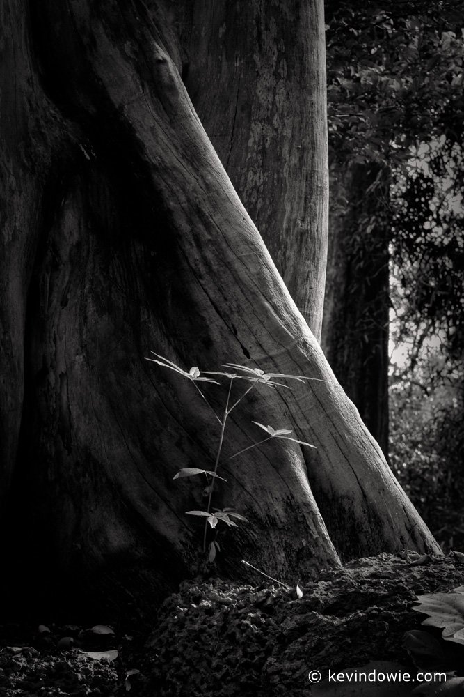 tree and seedling