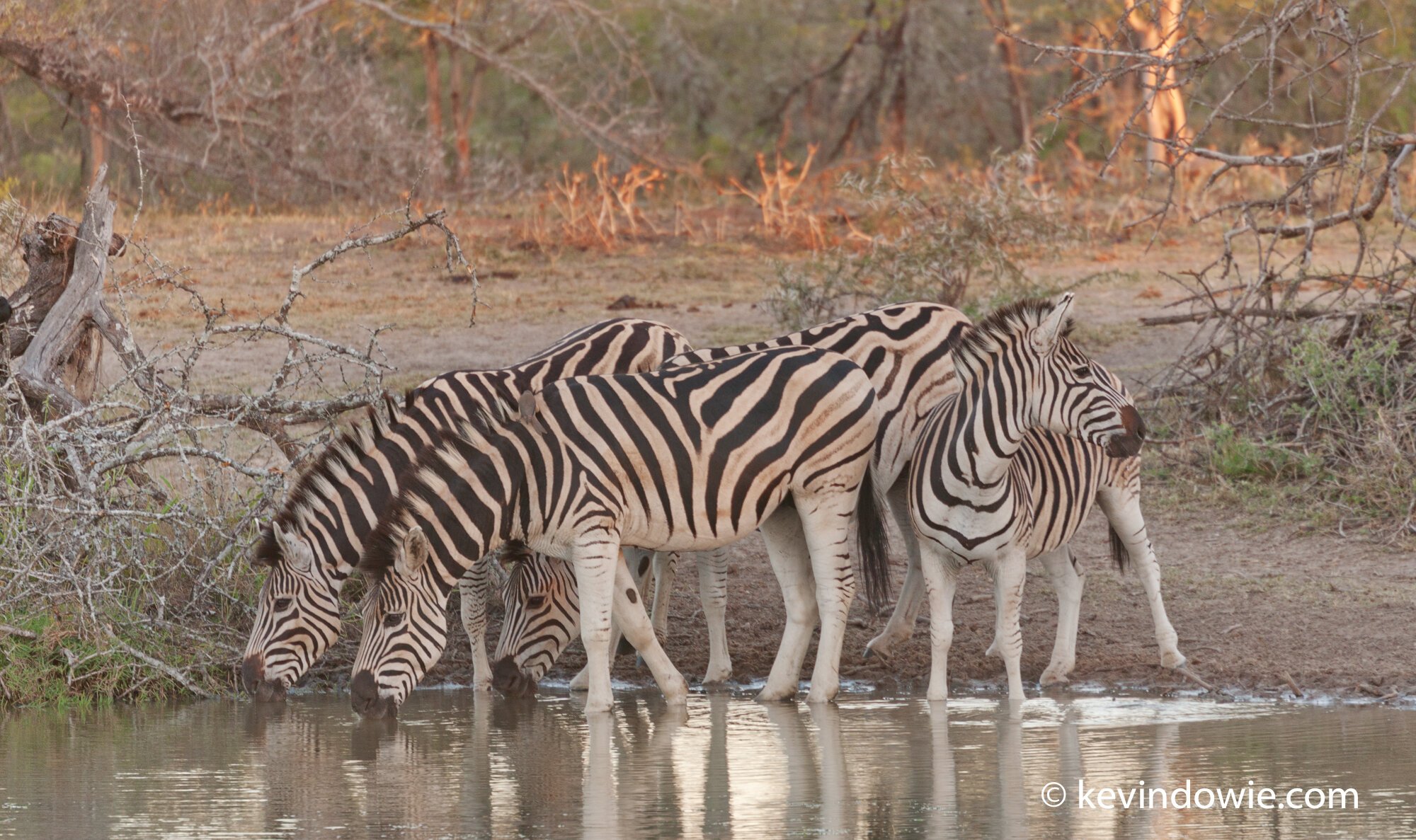 zebras Imfolozi Game Reserve